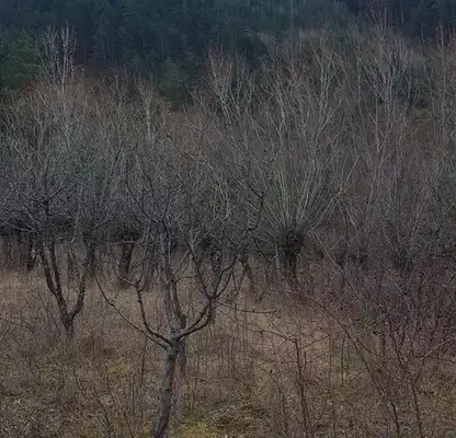 Photo 3 — Plot in Oblast Kyustendil, Sapareva Banya