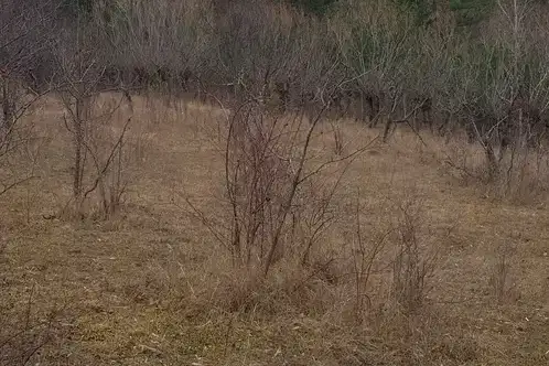 Plot in Oblast Kyustendil, Sapareva Banya