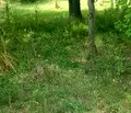 Снимка 4 — Парцел в Кюстендил, Сапарева баня