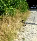 Парцел в Кюстендил, Сапарева баня