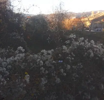 Photo 3 — Plot in Oblast Kyustendil, Sapareva Banya