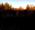 Снимка 3 — Парцел в Кюстендил, с. Каменик