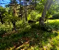 Снимка 3 — Парцел в Кюстендил, с. Паничище