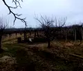 Снимка 2 — Парцел в Кюстендил, с. Самораново