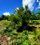 Парцел в Ловеч, Априлци