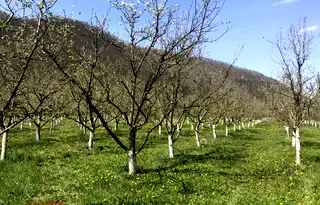 Парцел в Ловеч, Троян