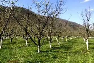 Парцел в Ловеч, Троян