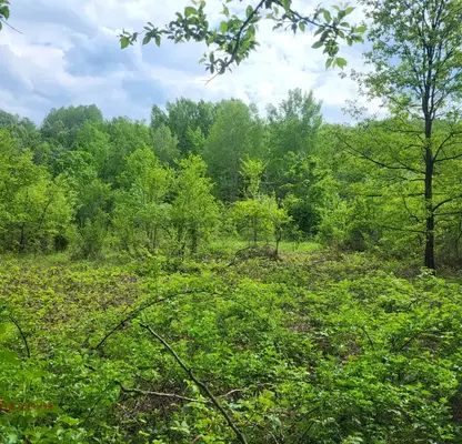 Photo 2 — Plot in Oblast Lovech, Balkanec