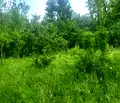 Снимка 4 — Парцел в Ловеч, с. Белиш