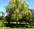 Снимка 3 — Парцел в Ловеч, с. Борима