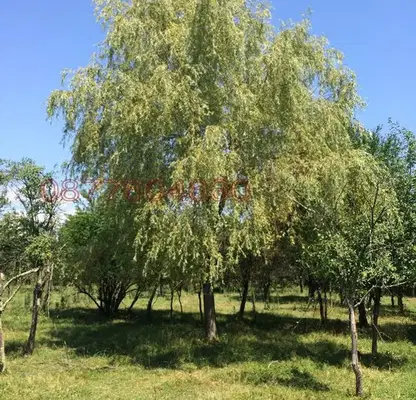 Photo 3 — Plot in Oblast Lovech, Borima
