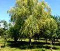 Снимка 3 — Парцел в Ловеч, с. Борима
