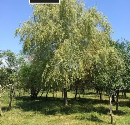 Photo 3 — Plot in Oblast Lovech, Borima