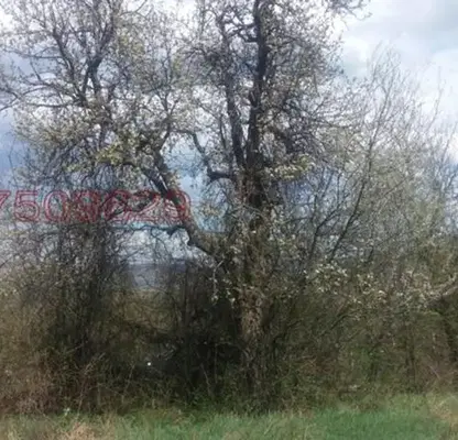 Photo 2 — Plot in Oblast Lovech, Dobrevci