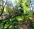 Снимка 5 — Парцел в Ловеч, с. Драшкова поляна