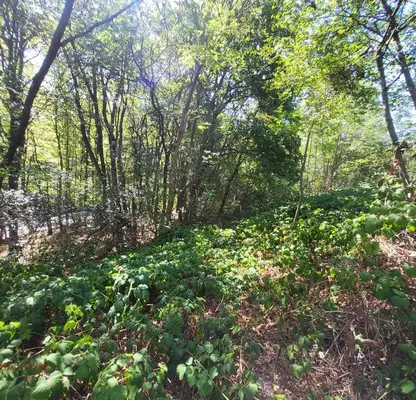 Photo 5 — Plot in Oblast Lovech, Drashkova Polyana