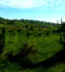 Парцел в Ловеч, с. Горно трапе