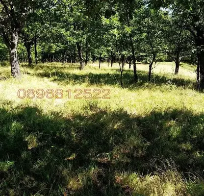 Снимка 4 — Парцел в Ловеч, с. Орешак