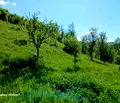 Снимка 5 — Парцел в Ловеч, с. Рибарица