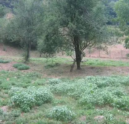 Photo 2 — Plot in Oblast Lovech, Ribarica