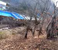 Снимка 3 — Парцел в Ловеч, с. Шипково