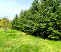 Снимка 3 — Парцел в Ловеч, с. Сопот