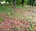 Снимка 4 — Парцел в Ловеч, с. Старо село