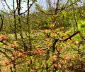 Снимка 2 — Парцел в Ловеч, с. Старо село