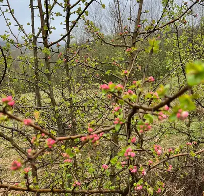 Photo 2 — Plot in Oblast Lovech, Staro Selo