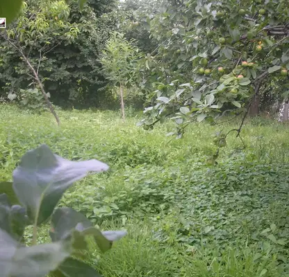 Photo 2 — Plot in Oblast Montana, Berkovica