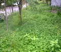 Снимка 3 — Парцел в Монтана, Берковица