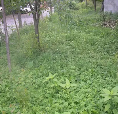 Photo 3 — Plot in Oblast Montana, Berkovica
