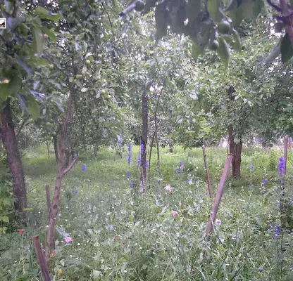 Photo 4 — Plot in Oblast Montana, Berkovica