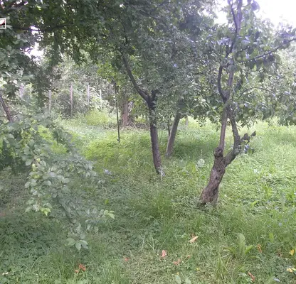 Photo 5 — Plot in Oblast Montana, Berkovica