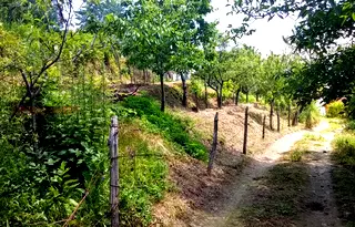 Парцел в Монтана, Берковица