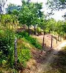 Парцел в Монтана, Берковица