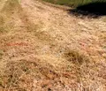 Снимка 4 — Парцел в Монтана, с. Долно Церовене