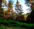 Снимка 3 — Парцел в Пазарджик, Батак