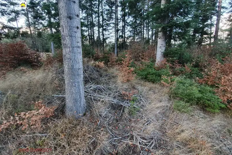 Plot in Oblast Pazardjik, м-т Цигов чарк