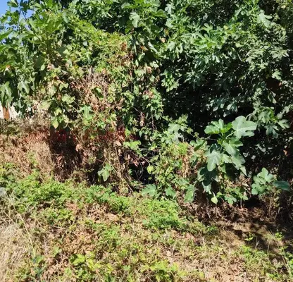 Photo 2 — Plot in Oblast Pazardjik, с. Аканджиево
