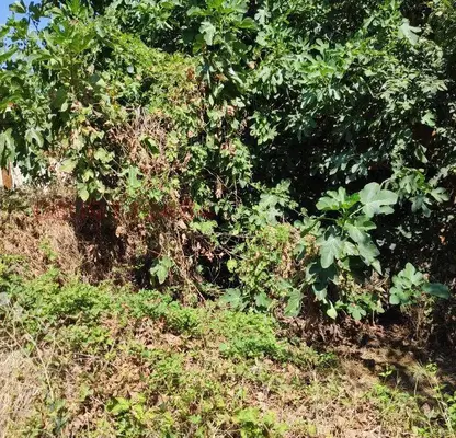 Photo 3 — Plot in Oblast Pazardjik, с. Аканджиево