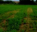 Снимка 4 — Парцел в Пазарджик, с. Црънча