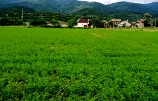 Парцел в Пазарджик, с. Црънча