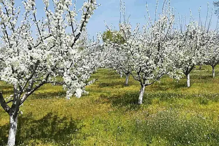 Plot in Oblast Pazardjik, Dragor