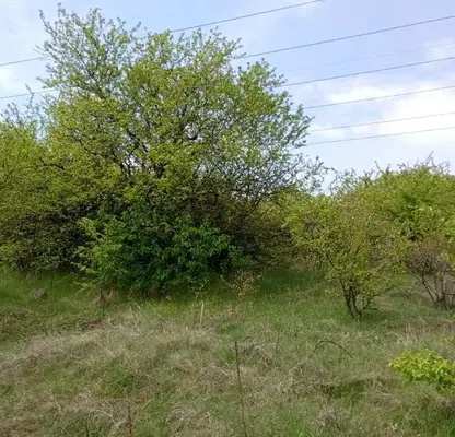 Снимка 2 — Парцел в Перник, с. Дивотино