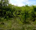 Снимка 3 — Парцел в Перник, с. Дивотино