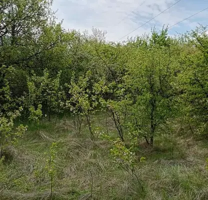Снимка 3 — Парцел в Перник, с. Дивотино