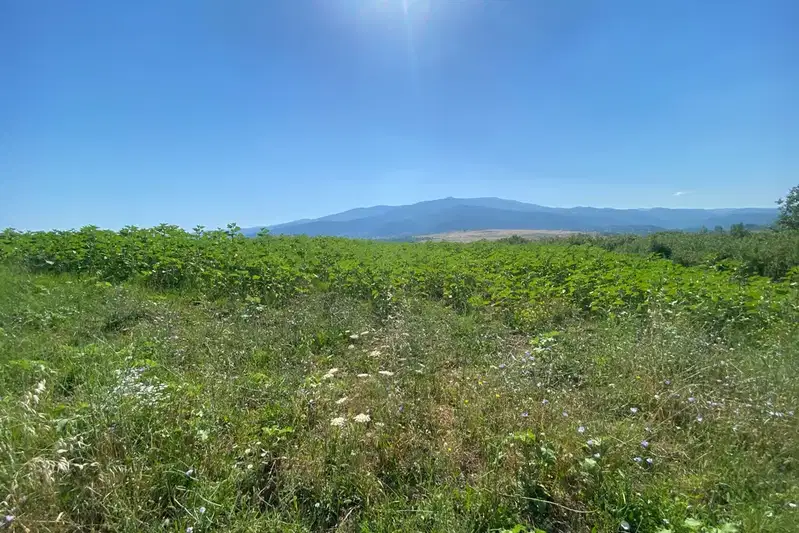 Plot in Oblast Pernik, Dragichevo