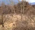 Снимка 2 — Парцел в Перник, с. Големо Бучино