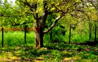 Парцел в Перник, с. Горна Диканя
